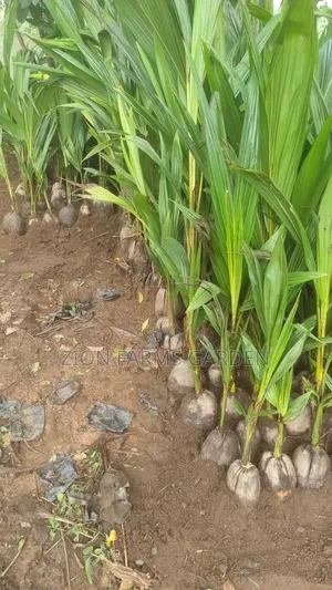 Hybrid Coconut Seedlings for High Yield Farming
