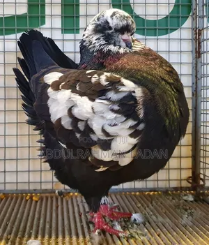 Birds Are Available for Sale