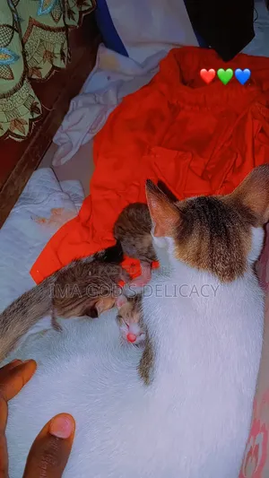 0-1 month Female Mixed Breed Tabby