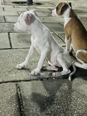 1-3 months Female Purebred American Pit Bull Terrier