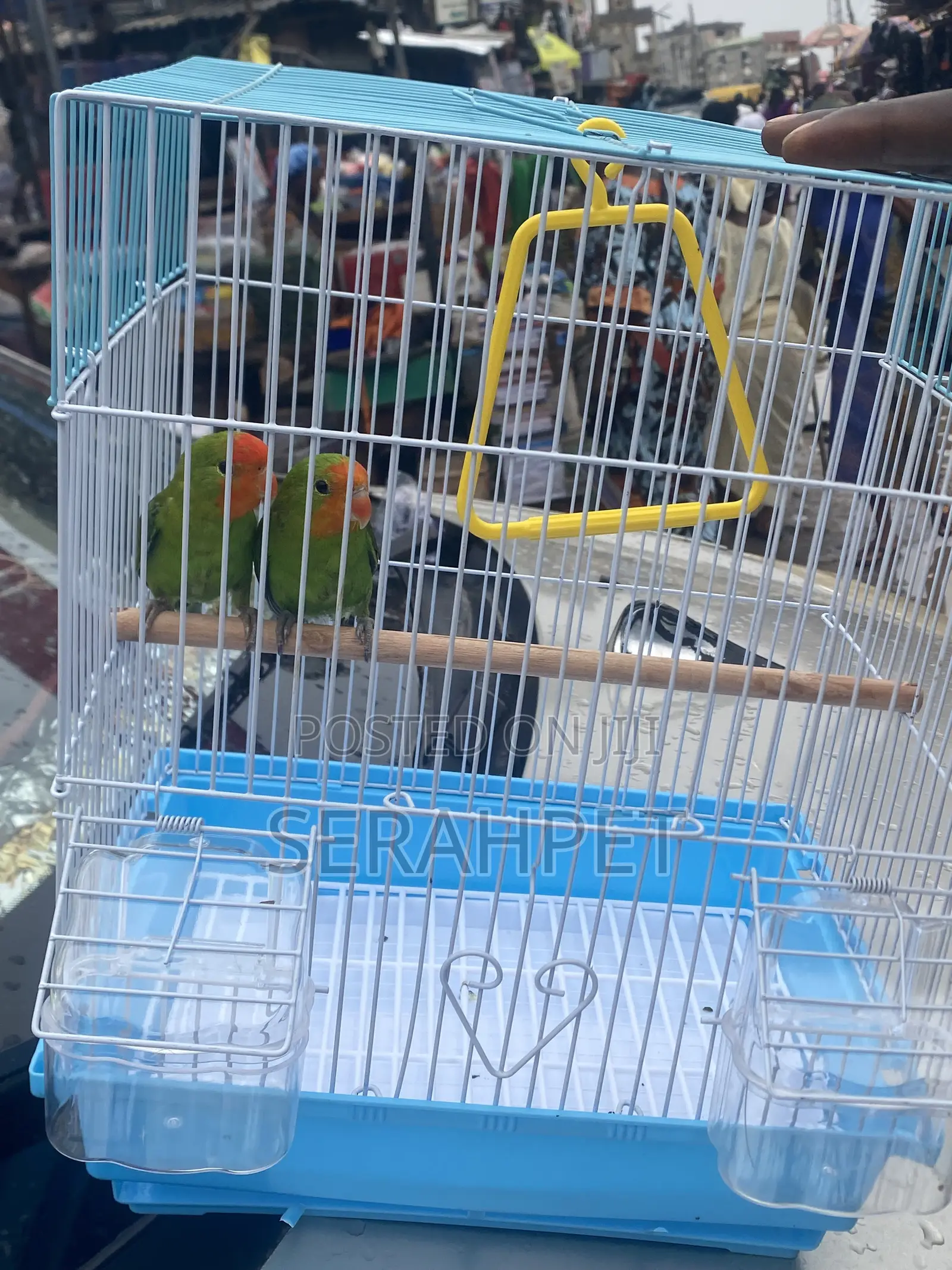 Love Birds and Cage for Sale