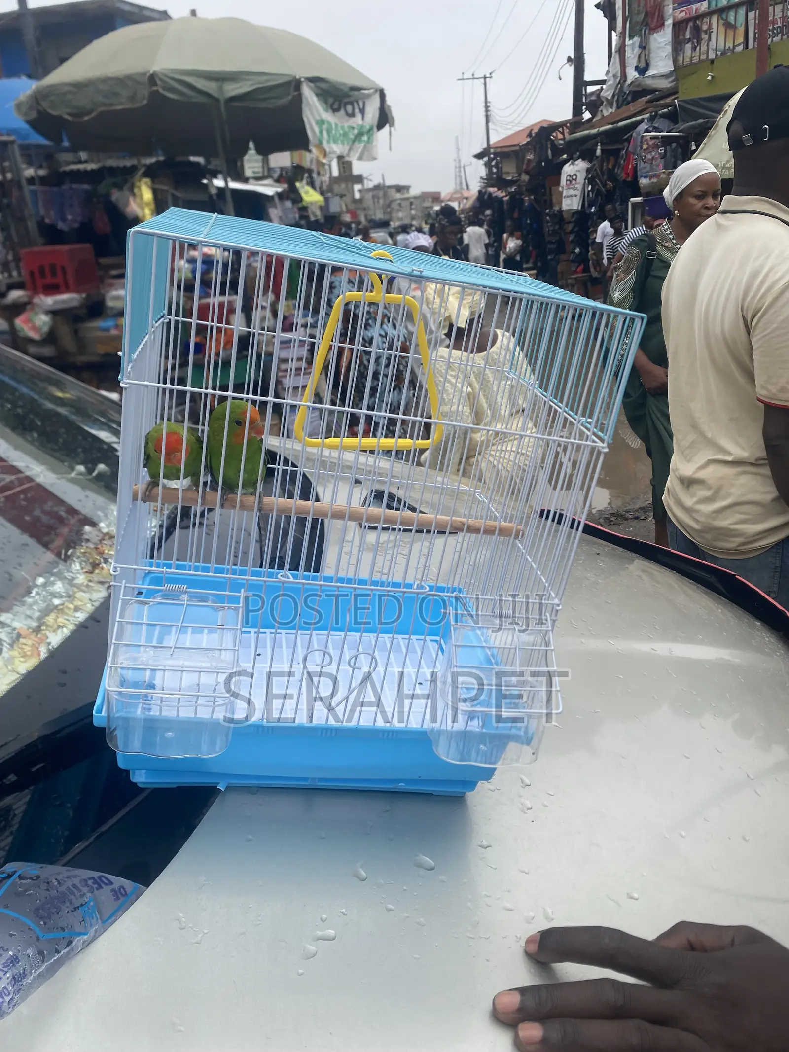 Foreign Cage and Bird for Sale