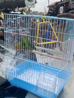 Foreign Cage and Bird for Sale