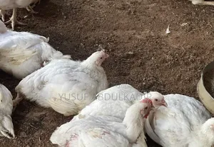 6 Weeks Broiler Chicken