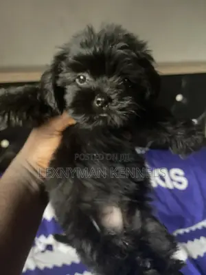 1-3 months Male Purebred Lhasa Apso