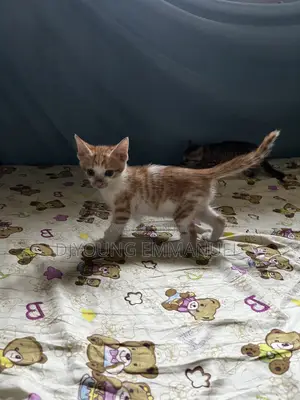 1-3 months Female Purebred American Shorthair