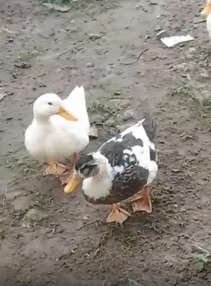 Local and Foreign Duck
