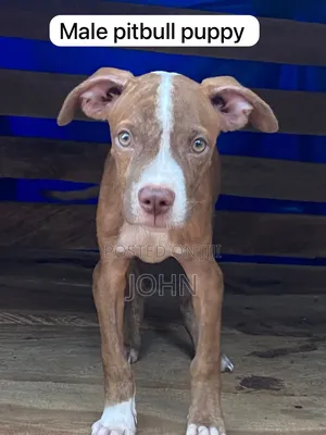 1-3 months Male Purebred American Pit Bull Terrier
