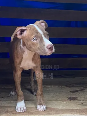 1-3 months Male Purebred American Pit Bull Terrier
