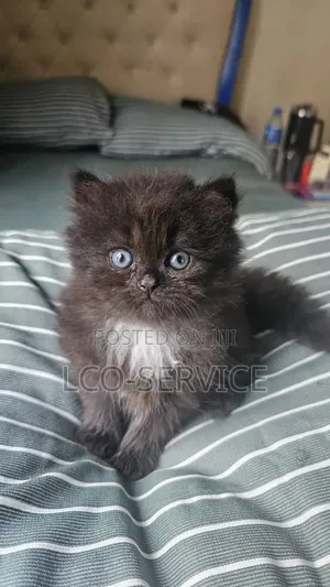 1-3 months Female Purebred Persian