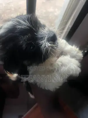 1-3 months Male Purebred Lhasa Apso