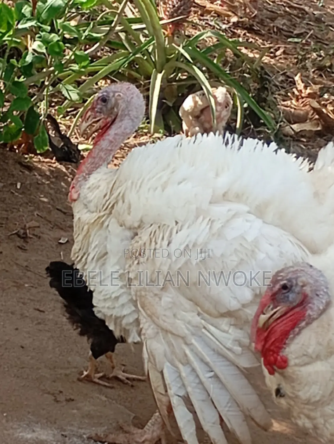 Foreign Turkey