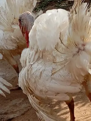 Foreign Turkey