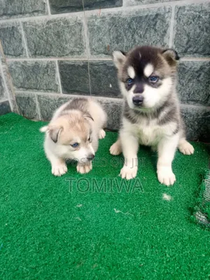 1-3 months Female Purebred Siberian Husky