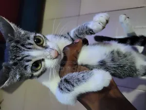 3-6 months Female Mixed Breed Cat