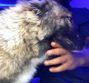 1+ year Female Purebred Caucasian Shepherd