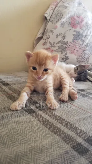 1-3 months Female Purebred American Shorthair
