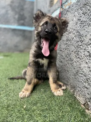 1-3 months Male Purebred Caucasian Shepherd