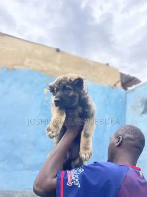 1-3 months Male Purebred Caucasian Shepherd
