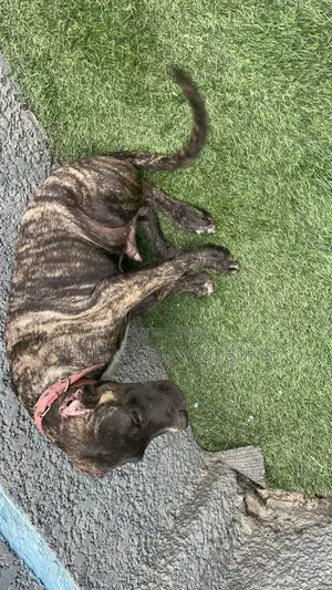 3-6 months Male Purebred Cane Corso