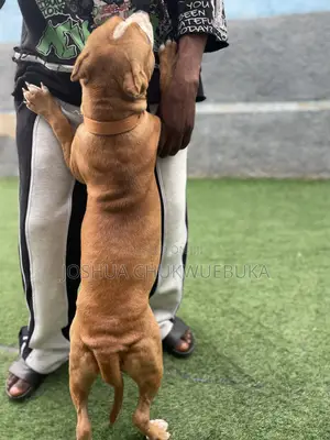 3-6 months Female Purebred American Bully