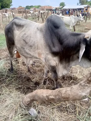 Big Bokolo Cow