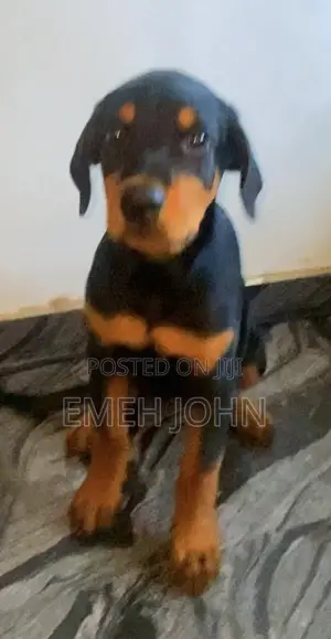 1-3 months Female Purebred Rottweiler