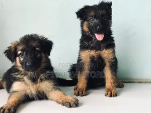 1-3 months Female Purebred German Shepherd