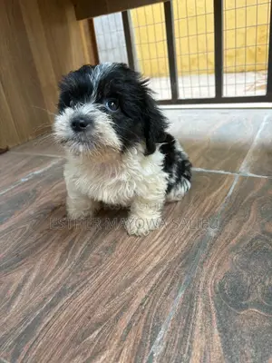 1-3 months Male Purebred Lhasa Apso