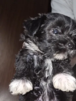 1-3 months Female Purebred Lhasa Apso
