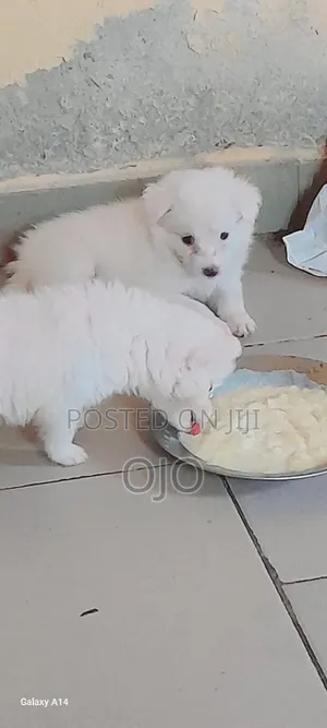1-3 months Male Purebred American Eskimo