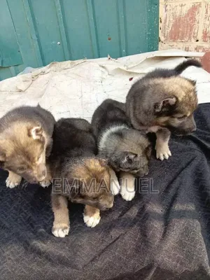 1-3 months Female Purebred Caucasian Shepherd