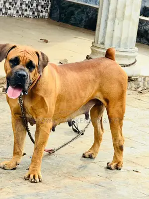 1+ year Female Purebred Boerboel