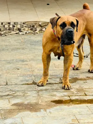 1+ year Female Purebred Boerboel