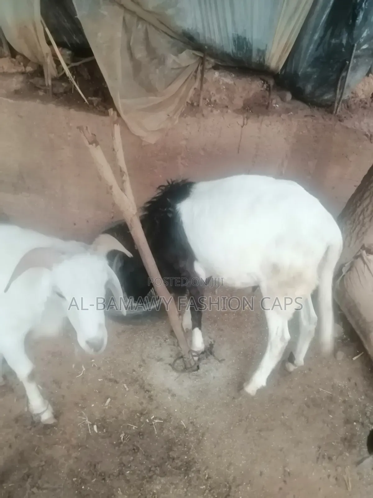 Sallah Ram