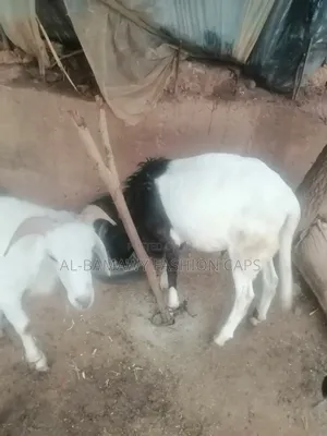 Sallah Ram