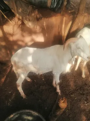Sallah Ram