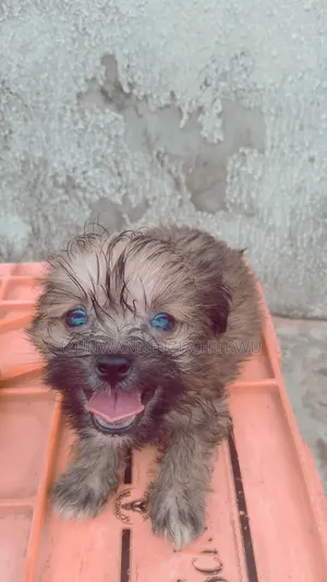 1-3 months Male Purebred Lhasa Apso