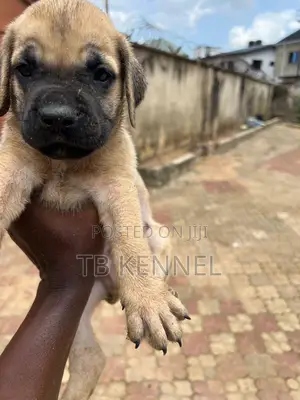 1-3 months Male Purebred Boerboel