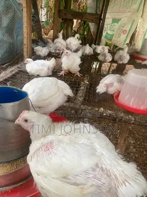 4 Weeks Old Broiler Chicken Available