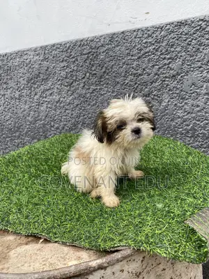 1-3 months Female Purebred Lhasa Apso