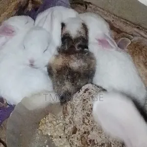 Bunnie Pet