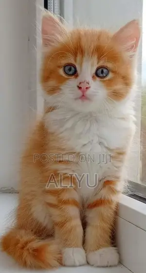 1-3 months Female Purebred Maine Coon