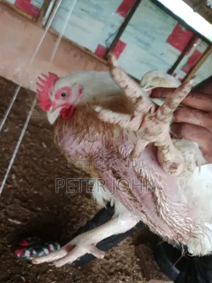 “Healthy Broiler Chickens for Sale – Fast Growing Affordable”