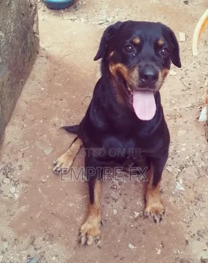 1+ year Female Purebred Rottweiler