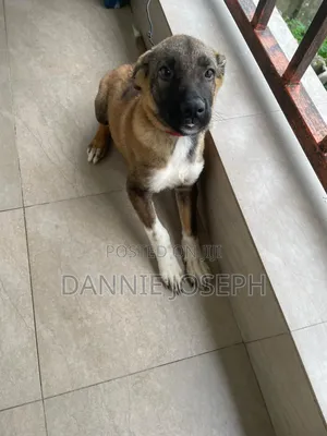 1-3 months Female Mixed Breed German Shepherd