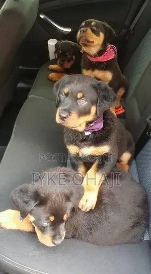 1-3 months Female Purebred Rottweiler