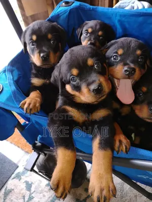 1-3 months Female Purebred Rottweiler