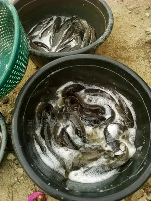Fresh Oven Dried Catfish 1kg