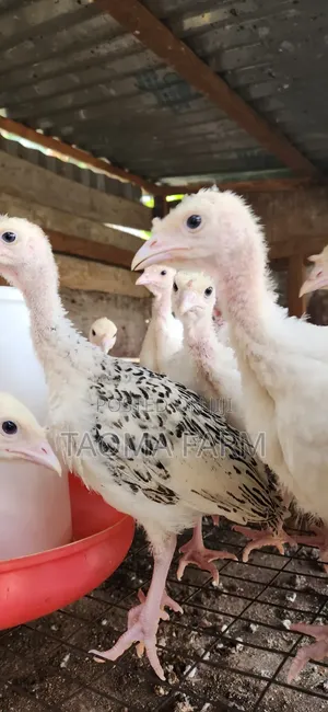 6 Weeks Old Local Turkey